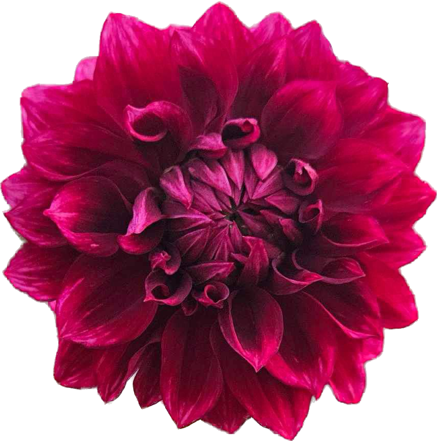Bloomquist York - Tuber