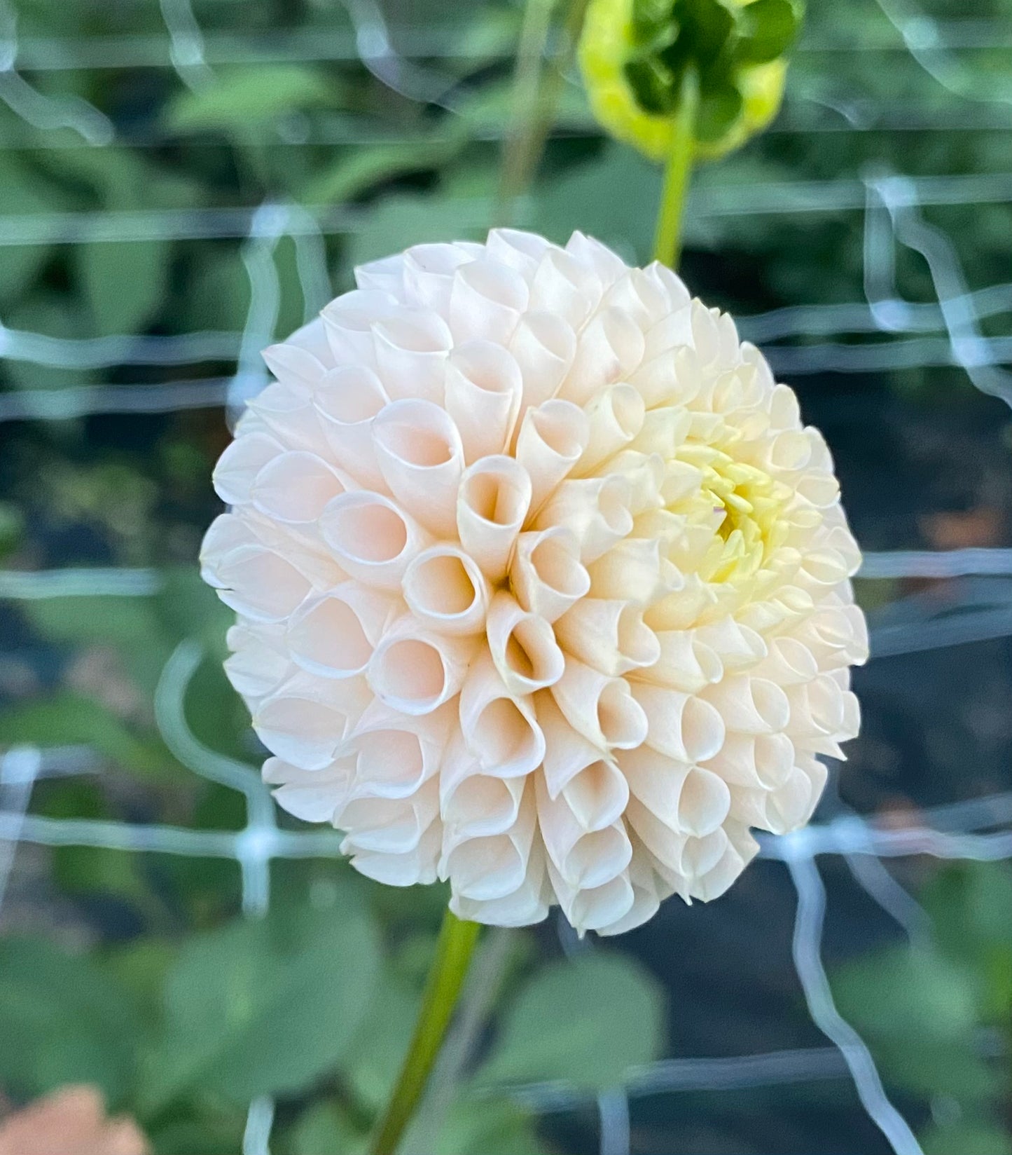 Irish D Porter - Tuber