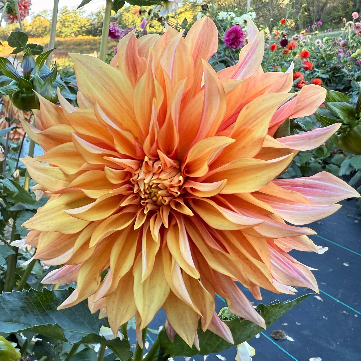 Bell’s Candela - Tuber