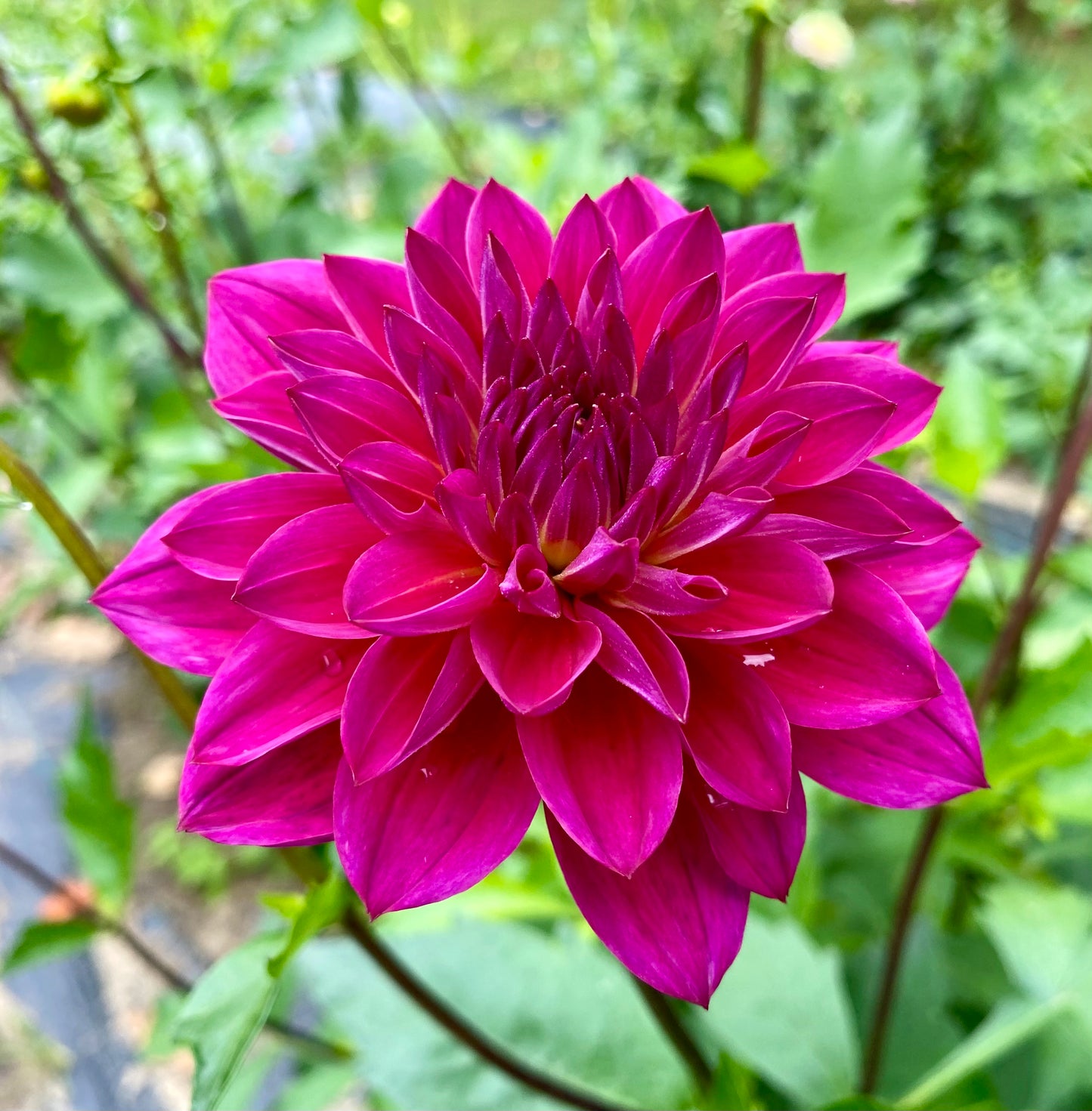 Sandia Nocturne - Tuber