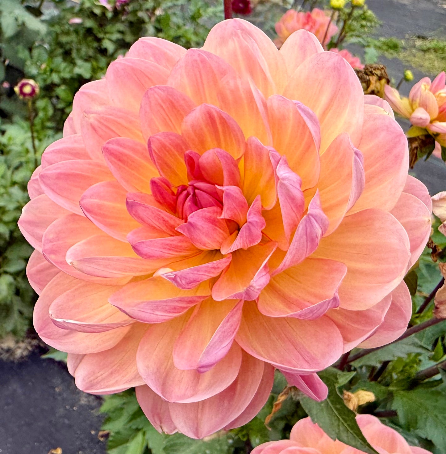 Sandia Bliss - Tuber