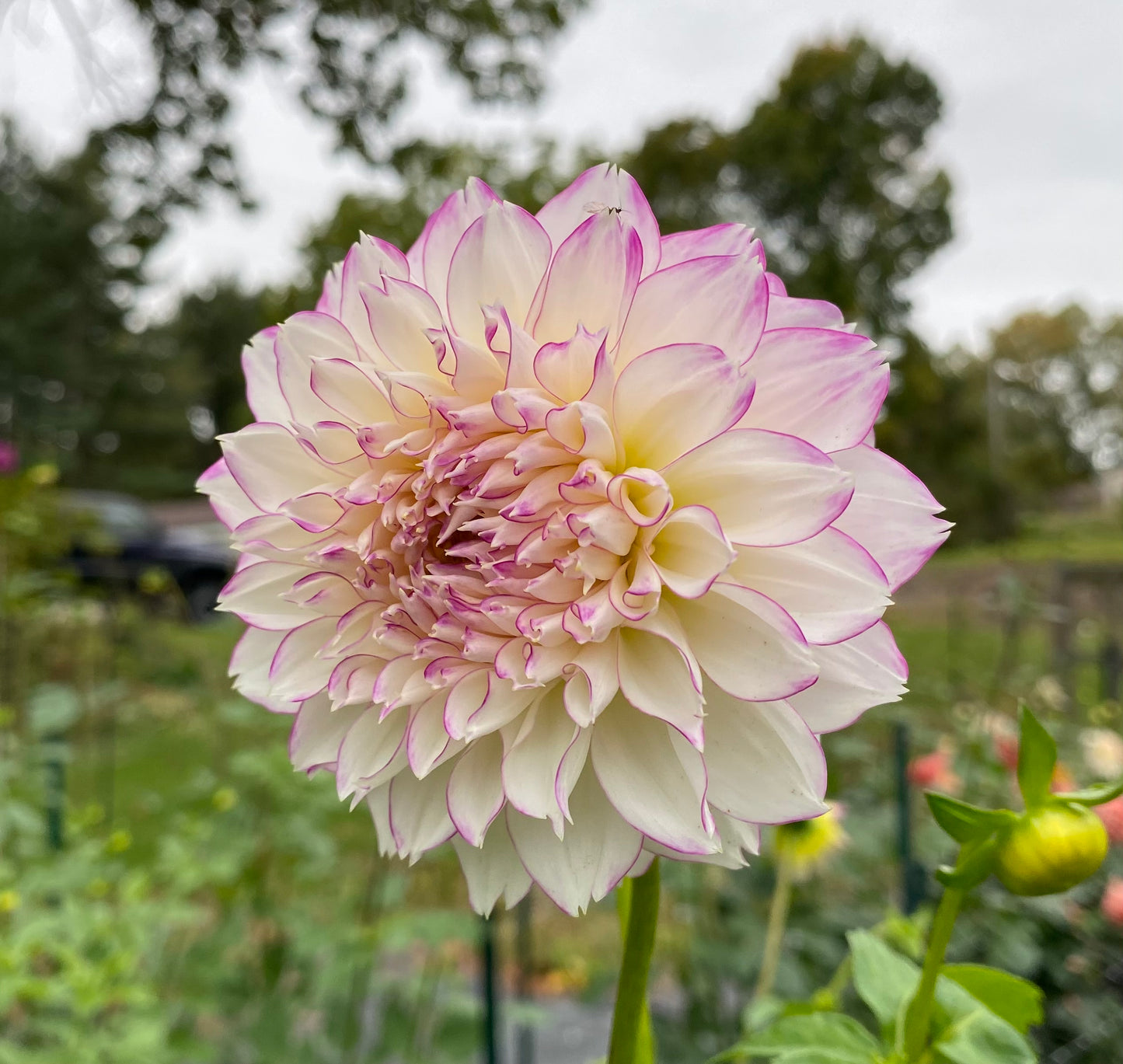 Hollyhill Pinkie - Tuber