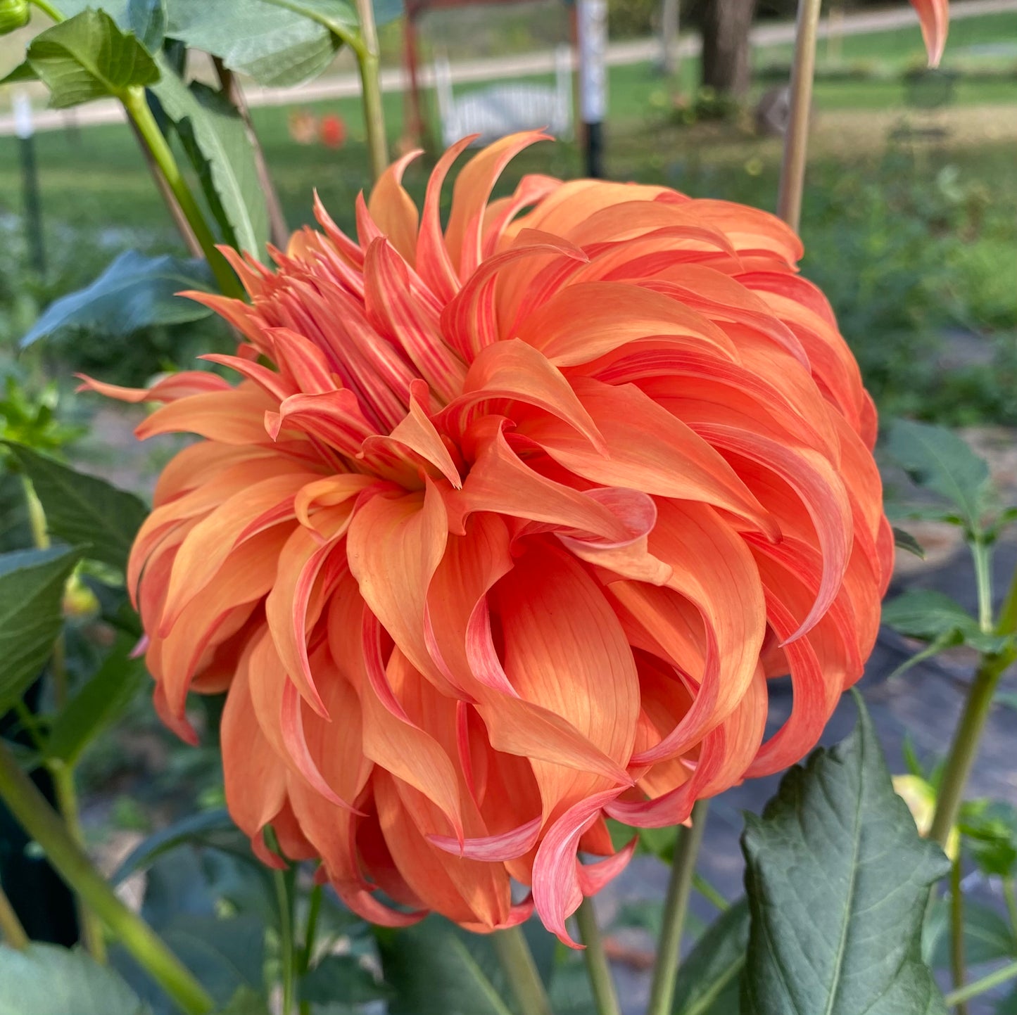 Bloomquist Jean - Tuber