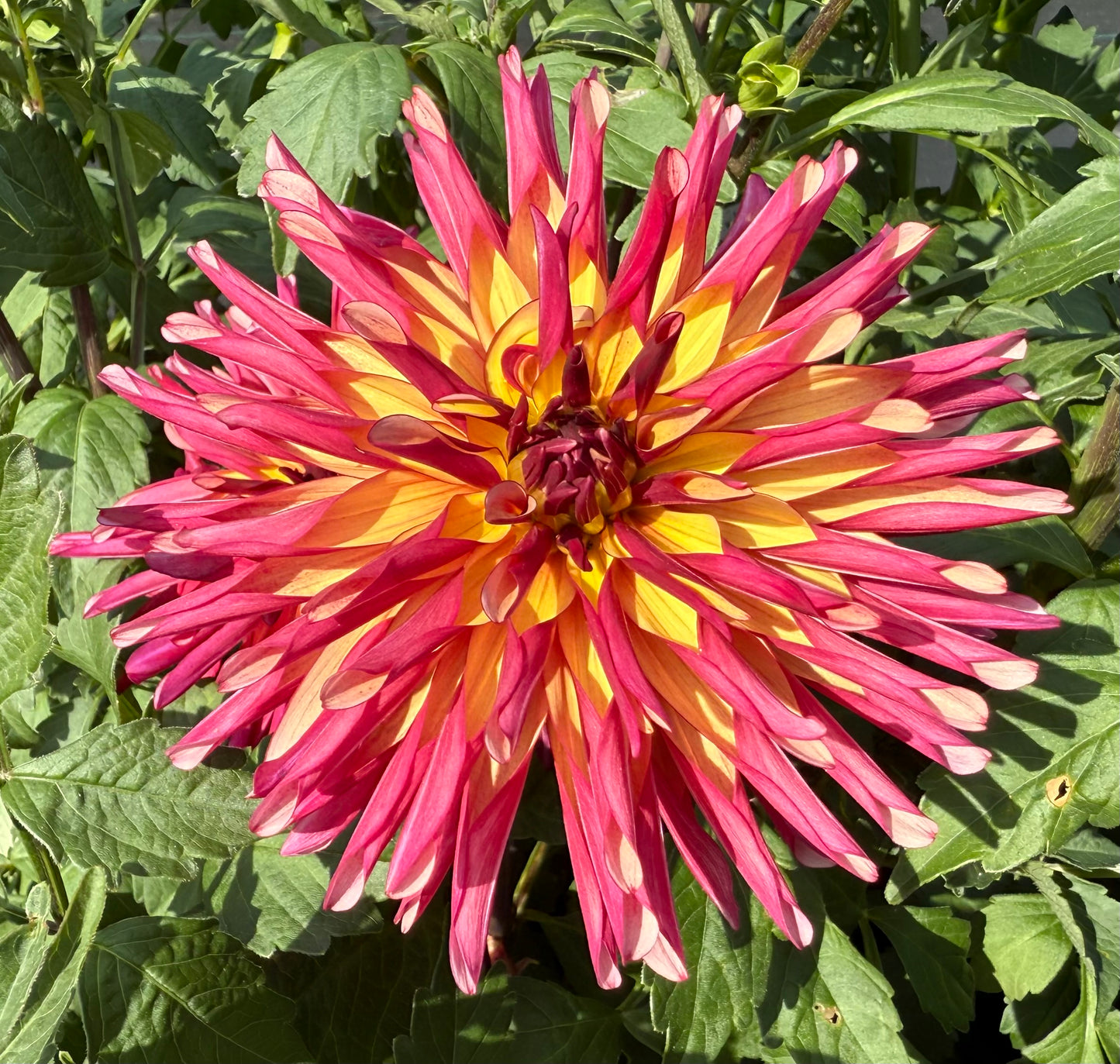 River’s Novelty - Tuber