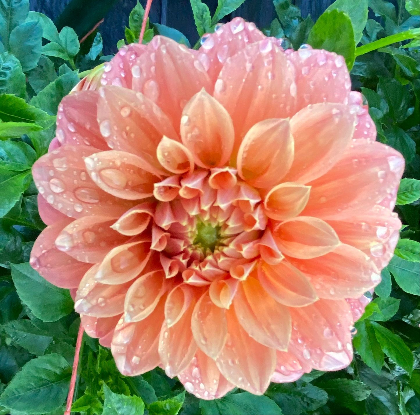 Bracken Palomino - Tuber