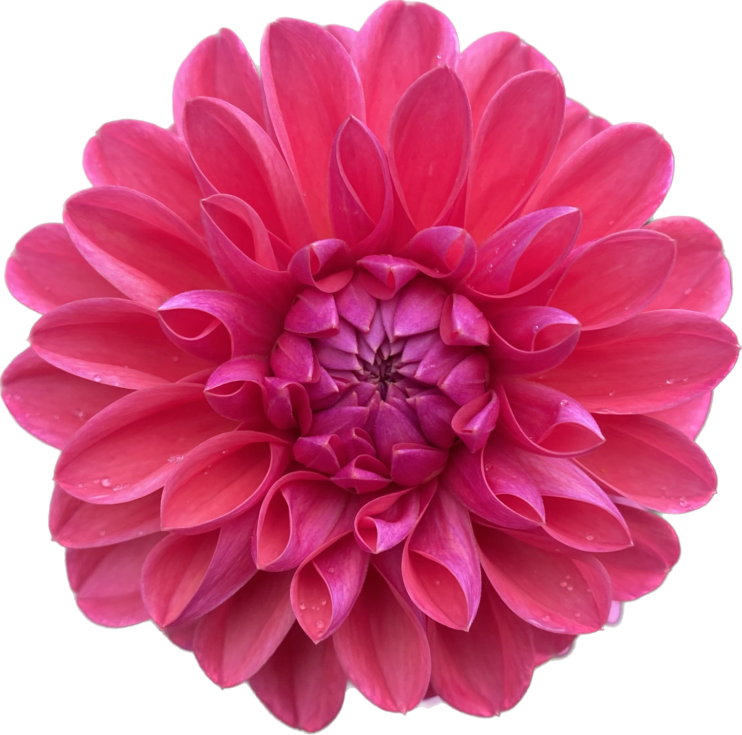 Bloomquist Curt - Tuber