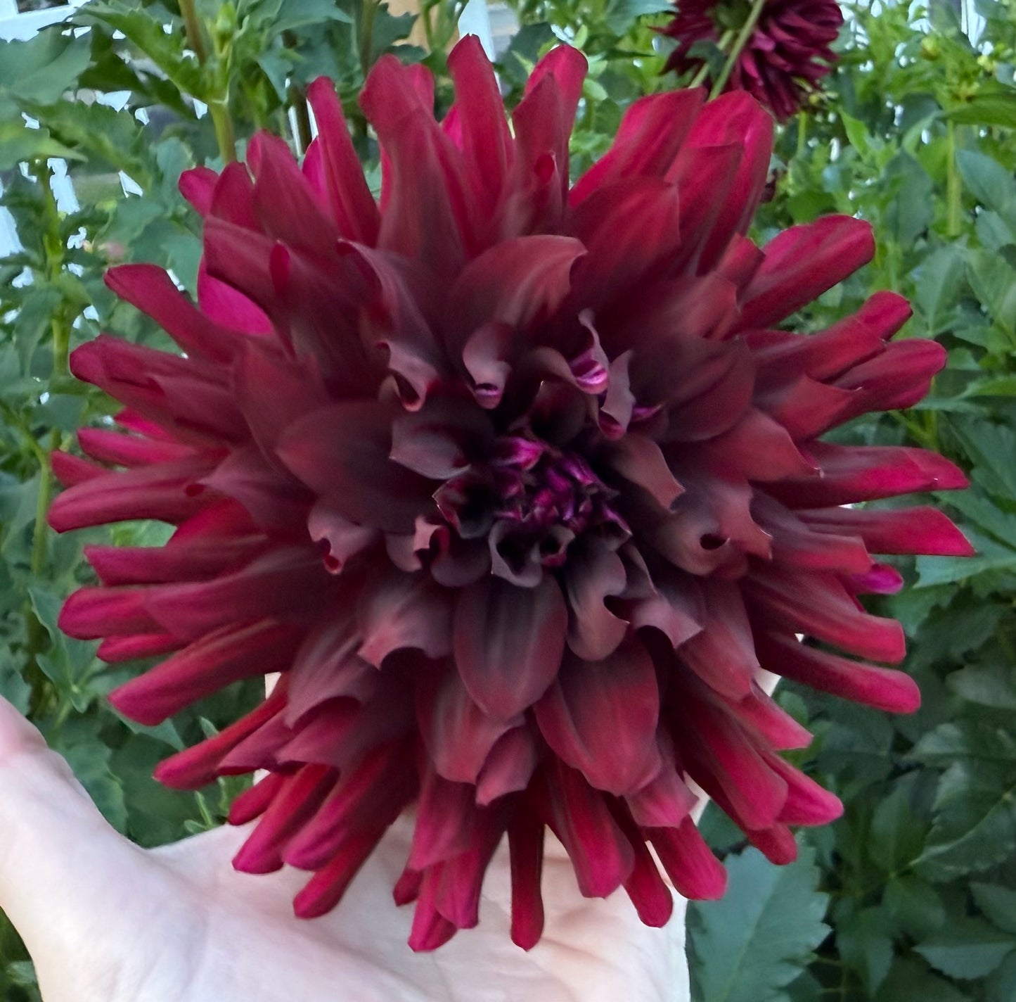 Hollyhill Black Beauty - Tuber