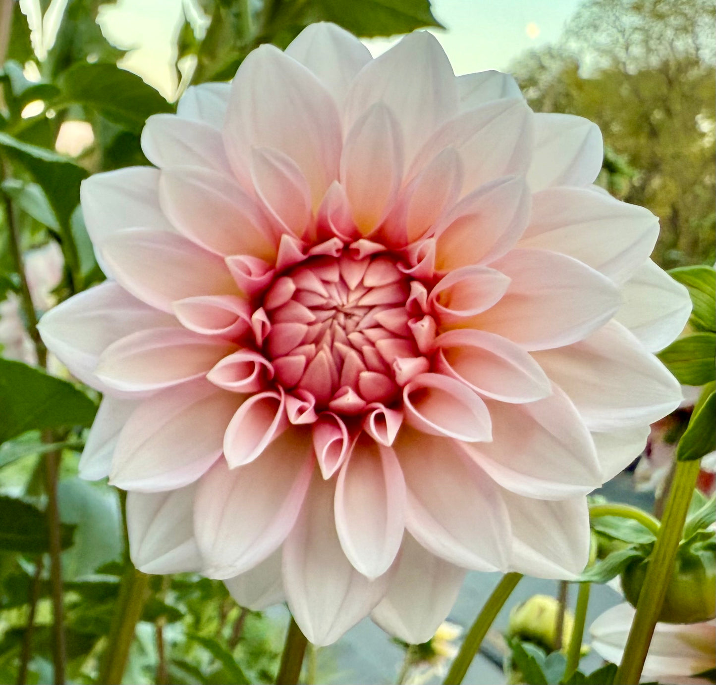 RM Baby Girl - Tuber