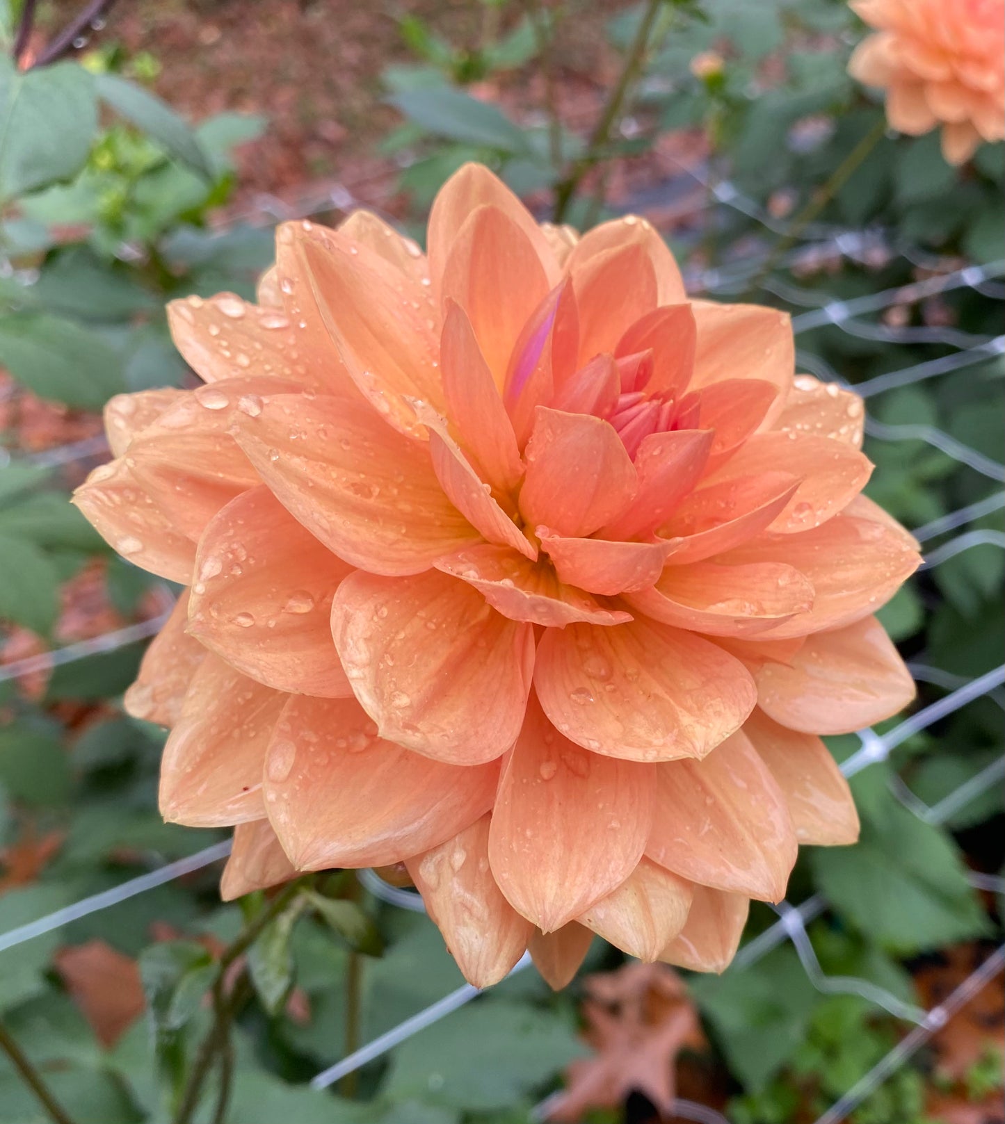 Yelno Harmony - Tuber