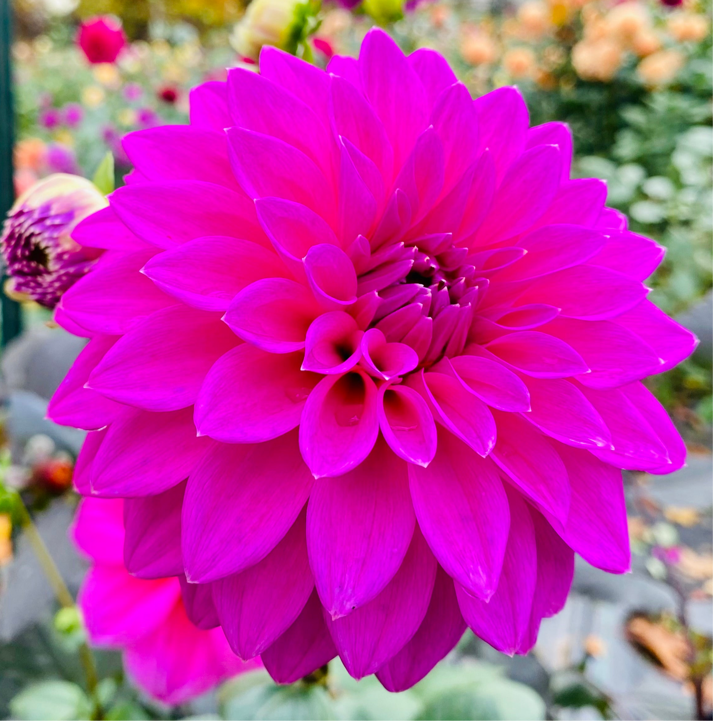 Bloomquist Ruby - Tuber