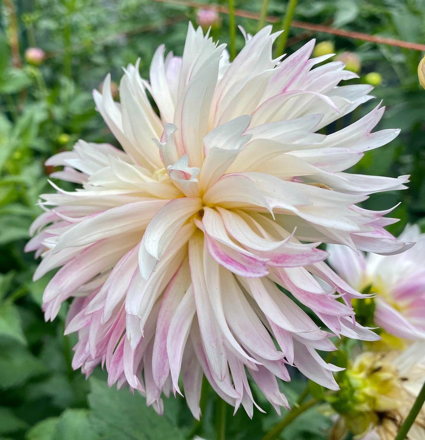 Aljo Frills - Tuber