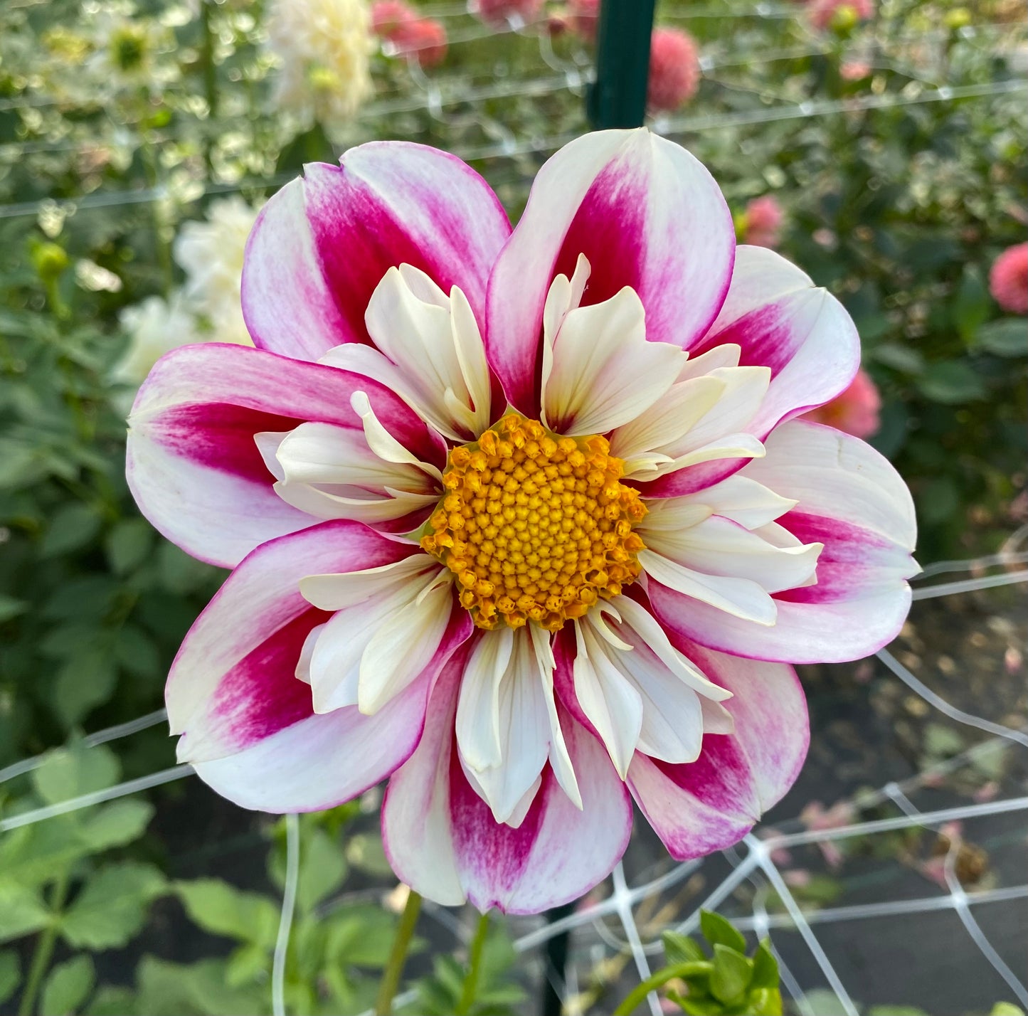 Bumble Rumble - Tuber