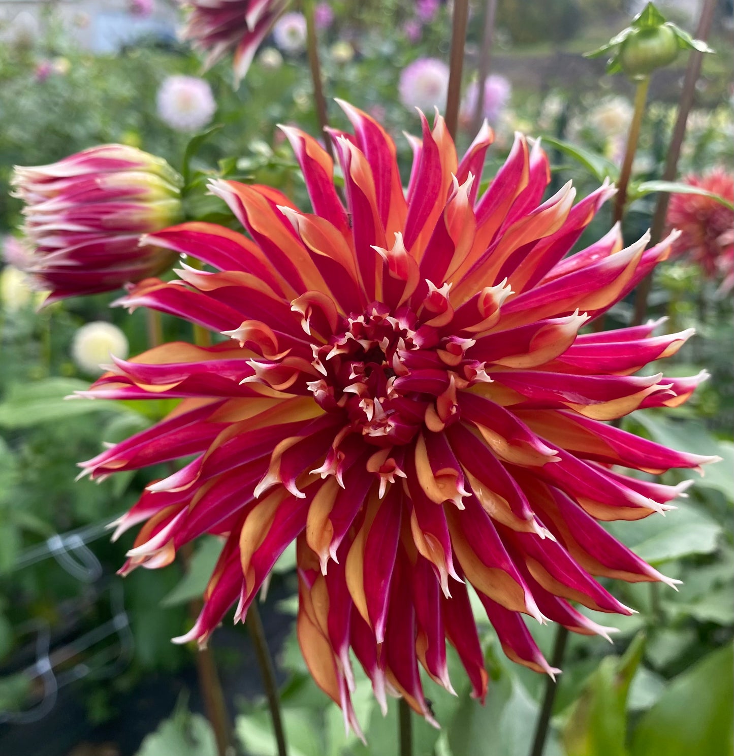 Bloomquist Firecracker - Tuber