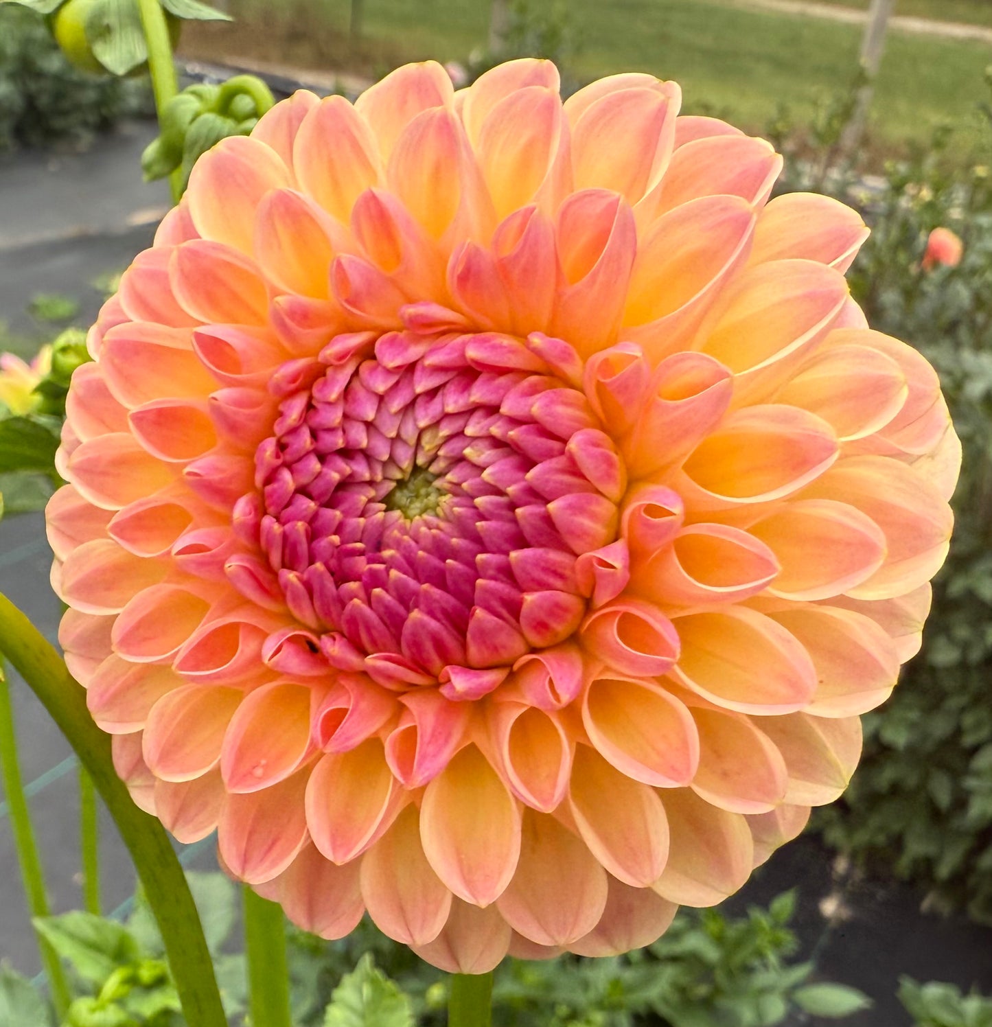 Hapet Salmon - Tuber