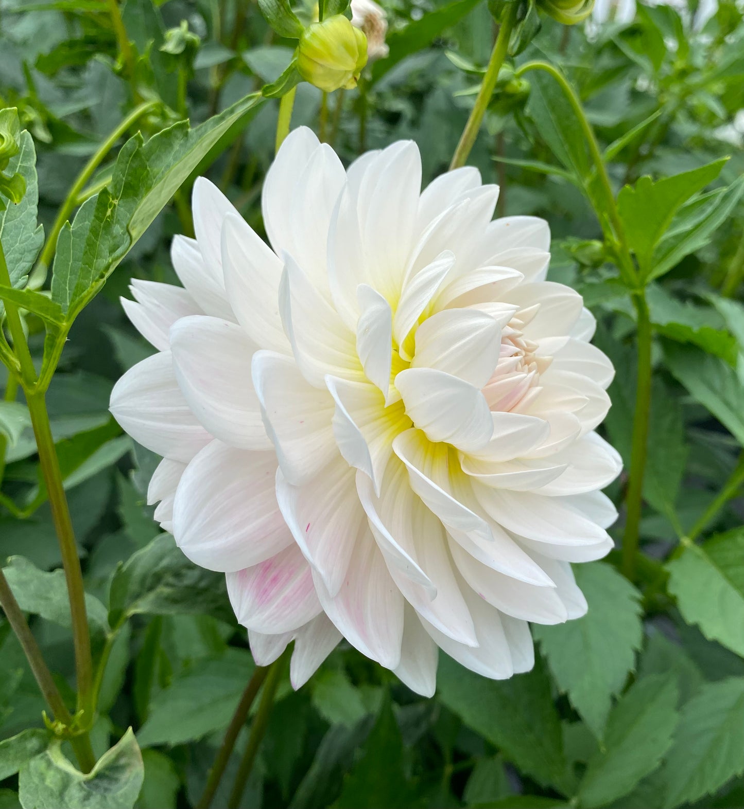 Kelgai Ann - Tuber