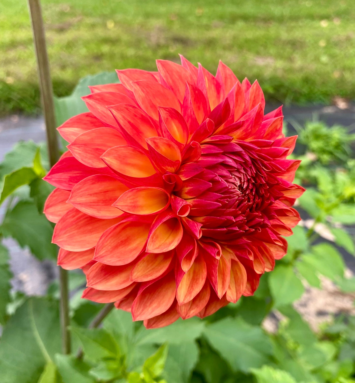 Verrone’s Sandra J - Tuber