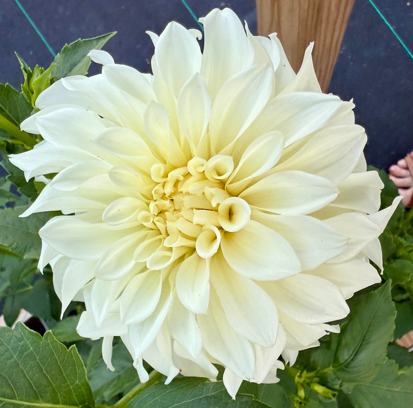 Korb’s River Bend Jean - Tuber