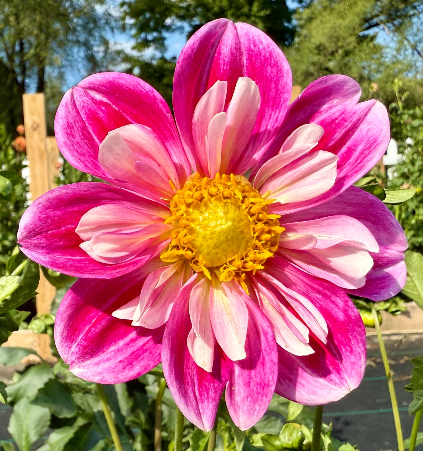 Bell’s Cair Paravel - Tuber