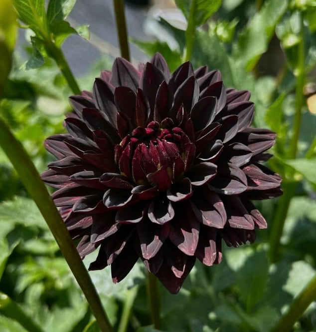 Czarny Charakter - Tuber