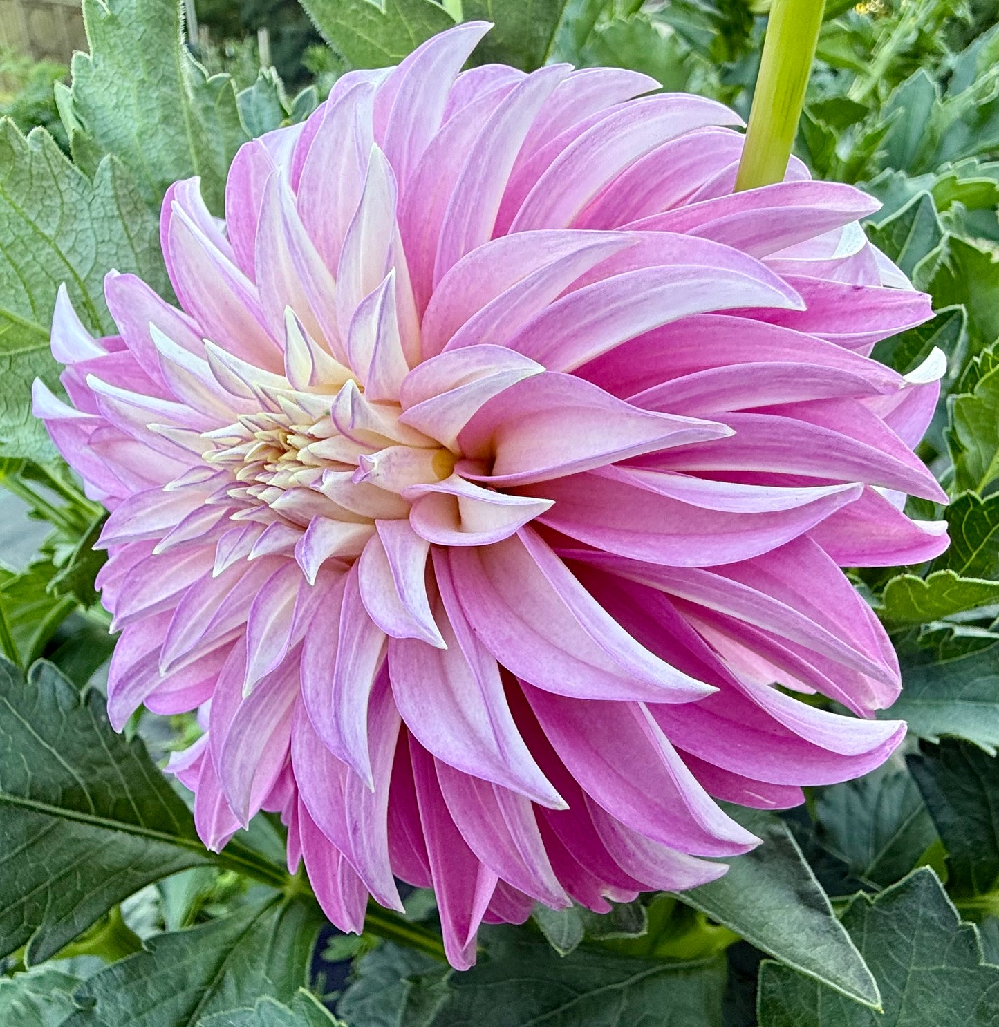 Verrone’s DF - Tuber