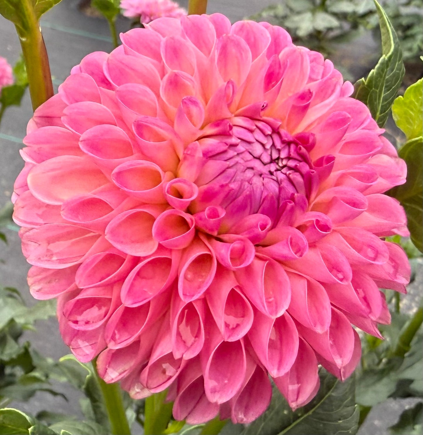 Skipley Lois Jean - Tuber