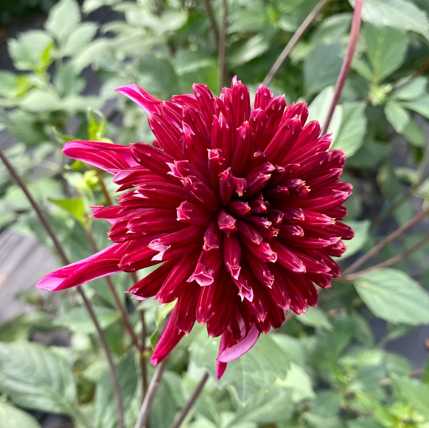 Bloomquist Puff - Tuber