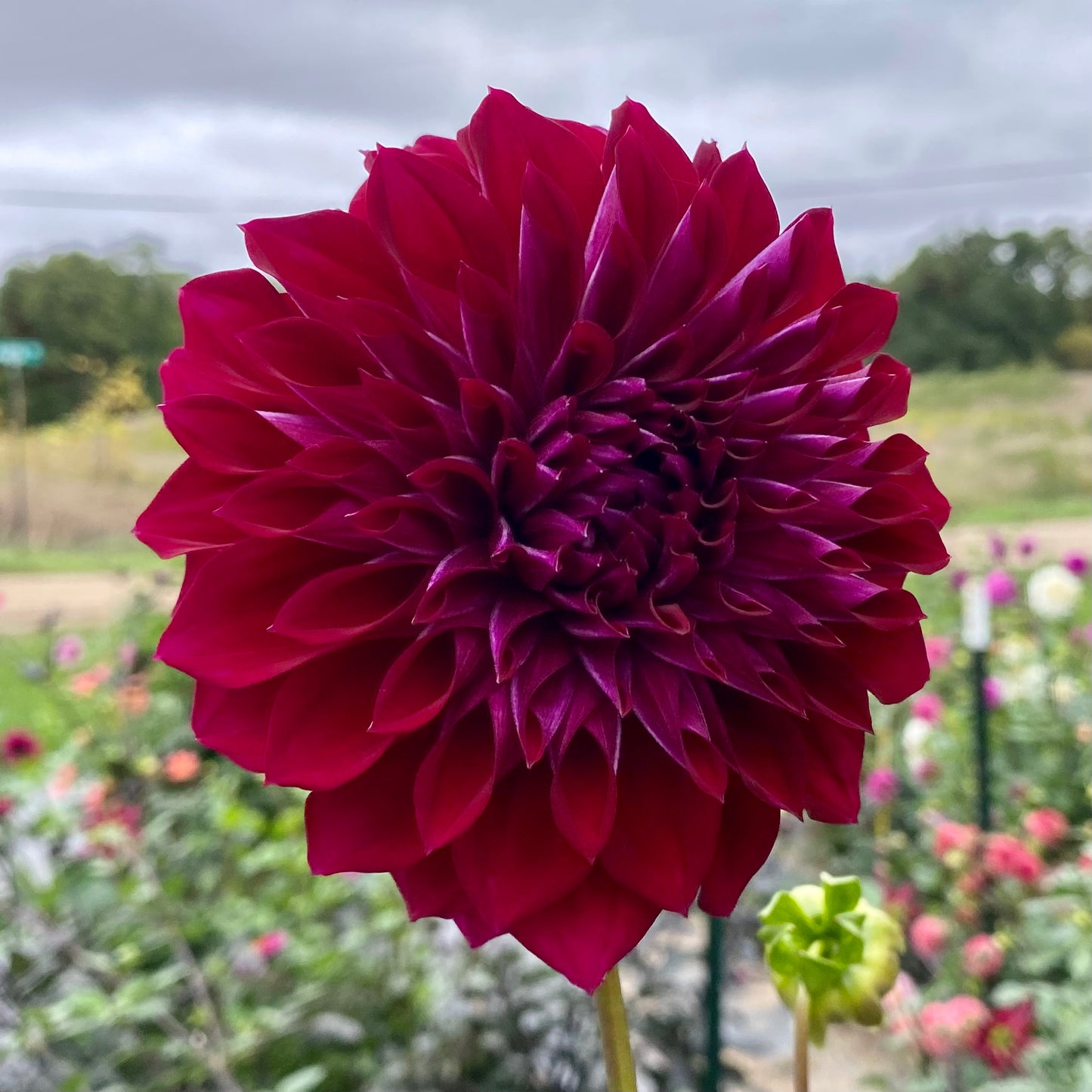 Bloomquist Port - Tuber
