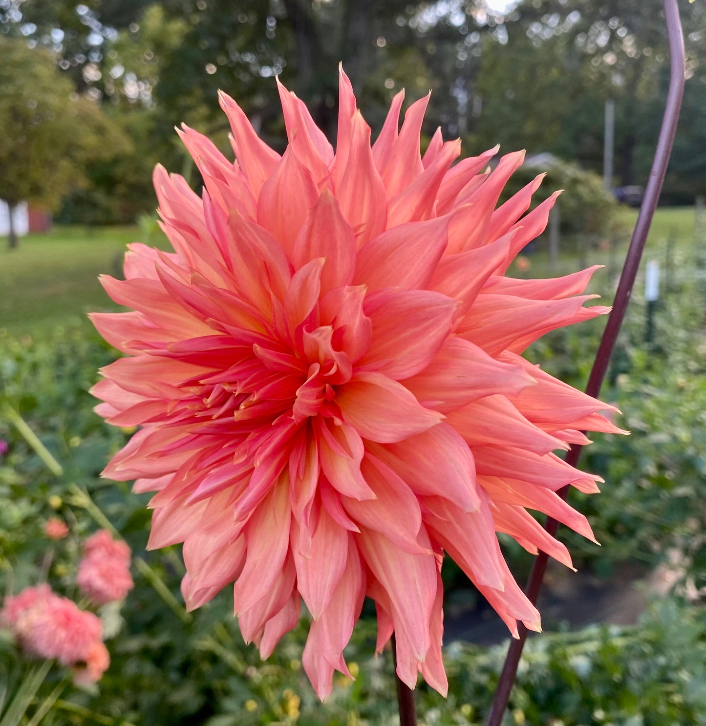 Bloomquist Peach Sorbet - Tuber
