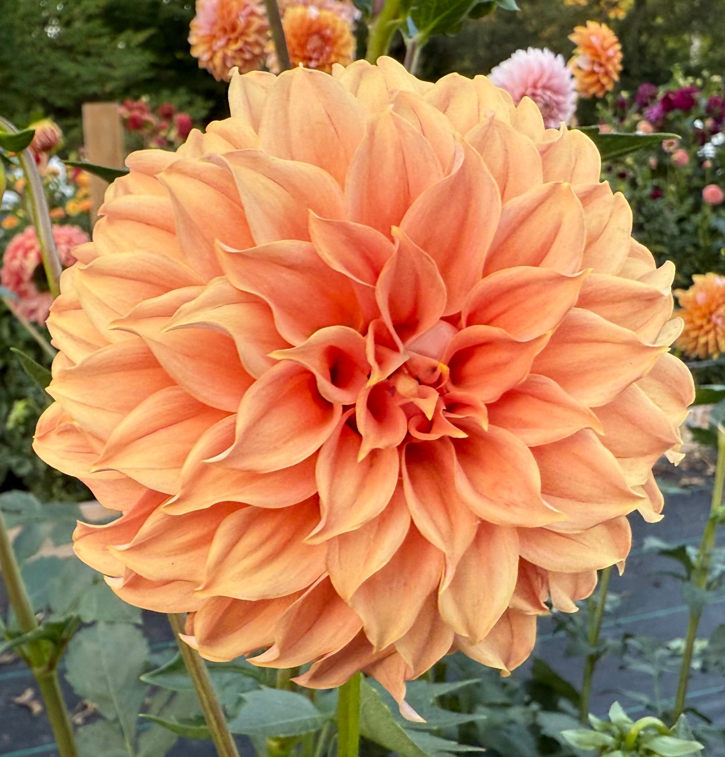 Bell’s Momo - Tuber