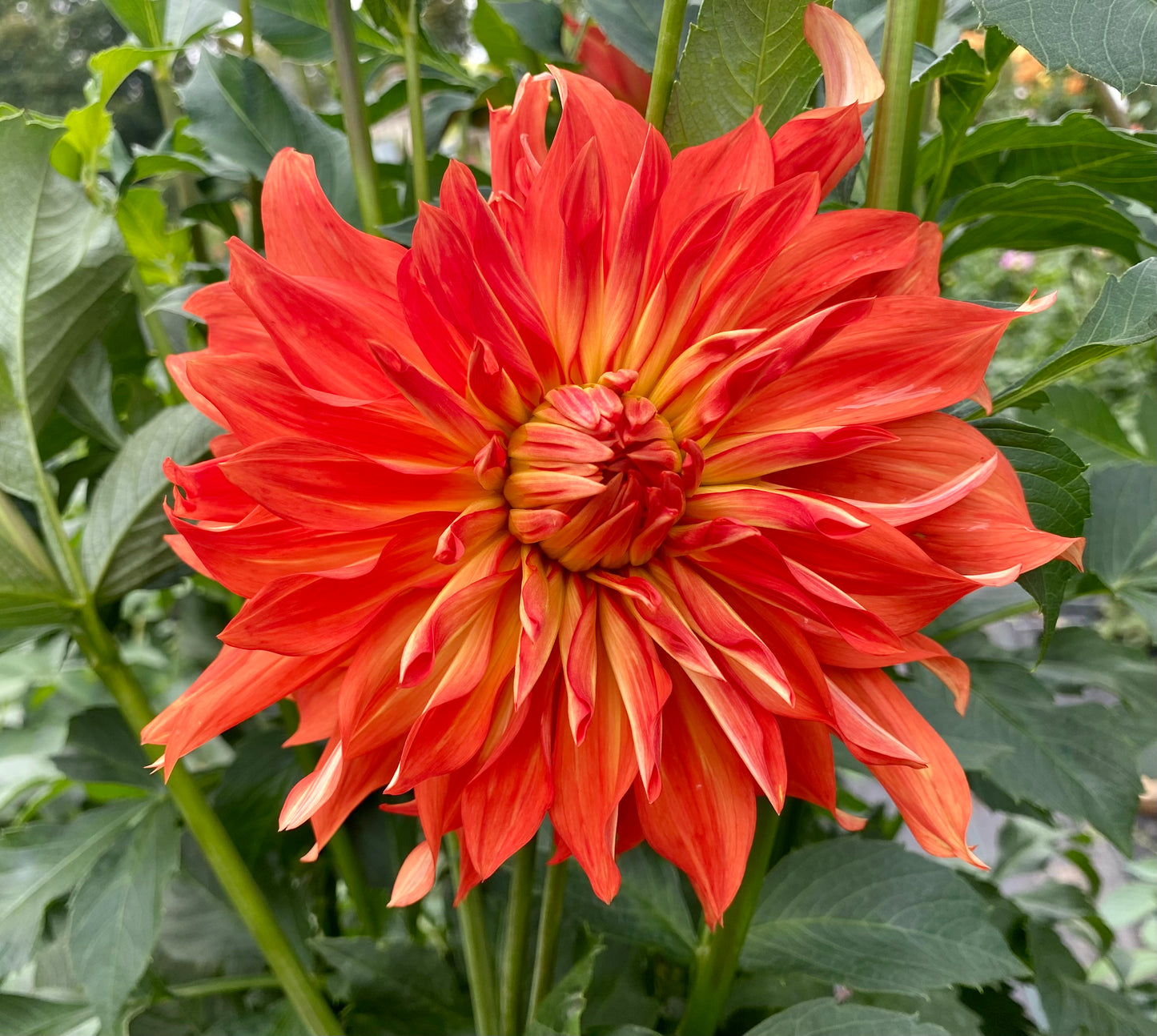 Bloomquist Octopus - Tuber