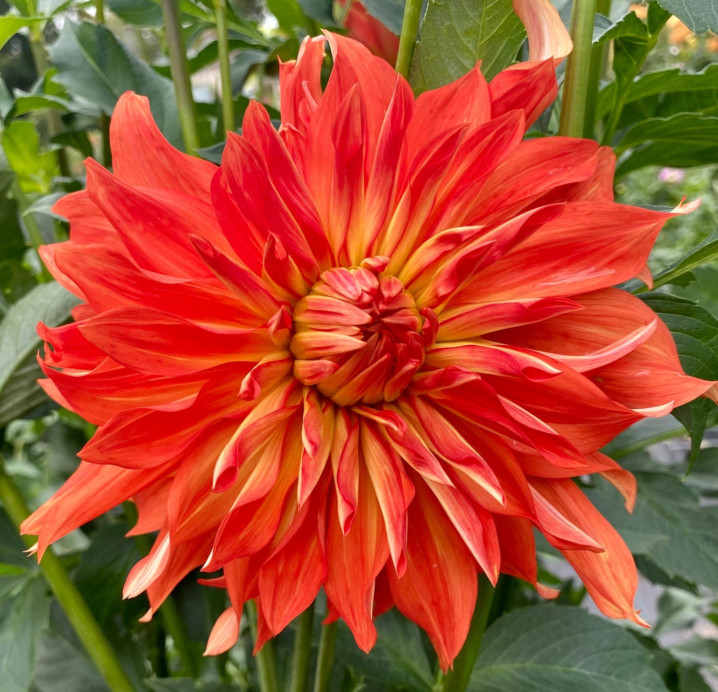 Bloomquist Octopus - Tuber