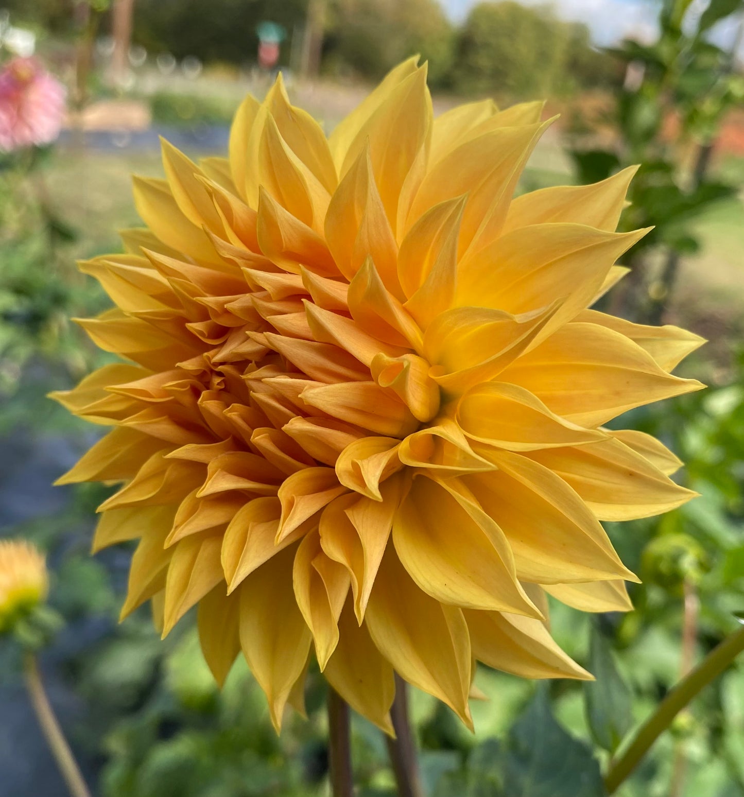 Country Sweetheart - Tuber