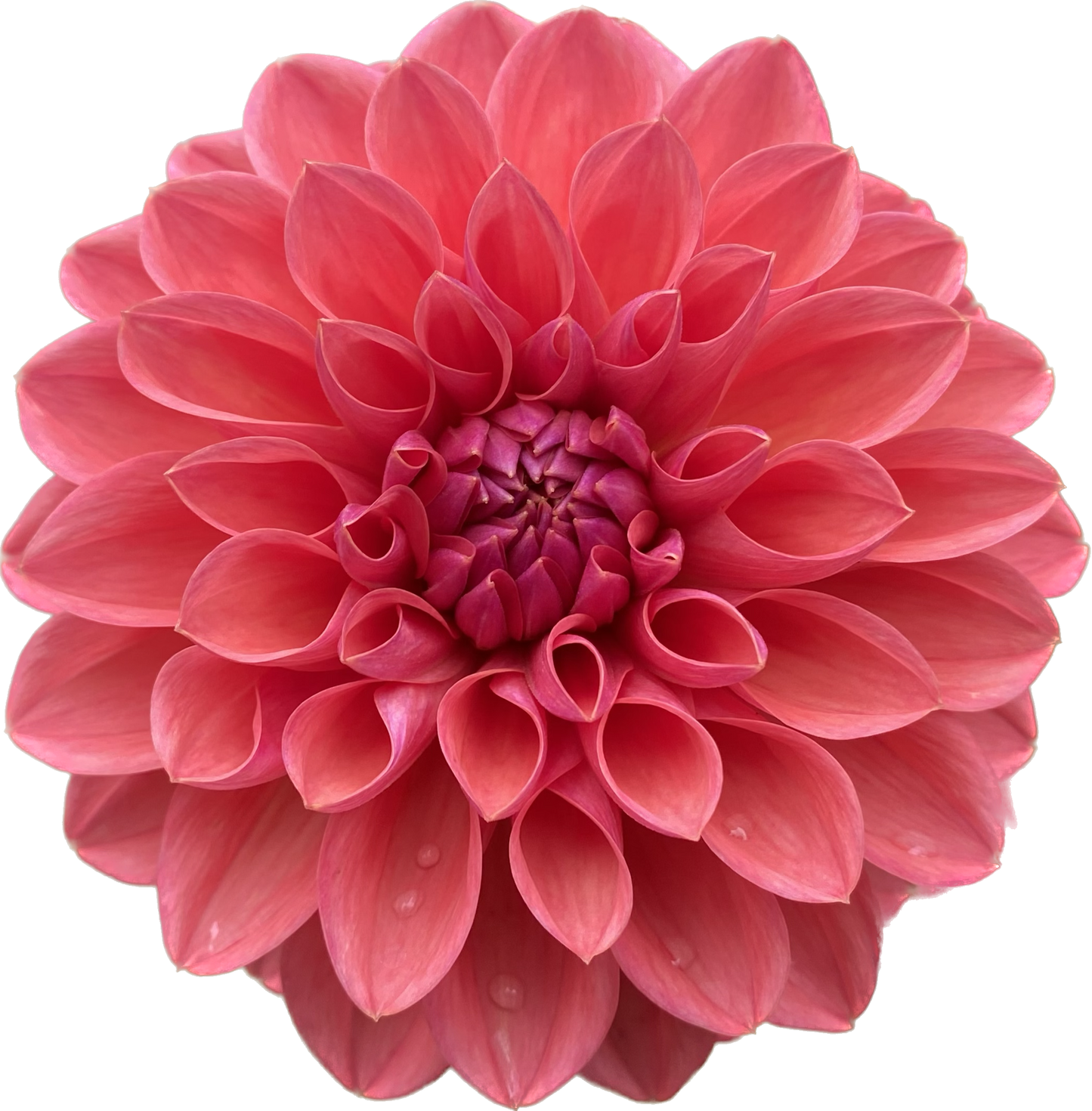 Bloomquist Curt - Tuber