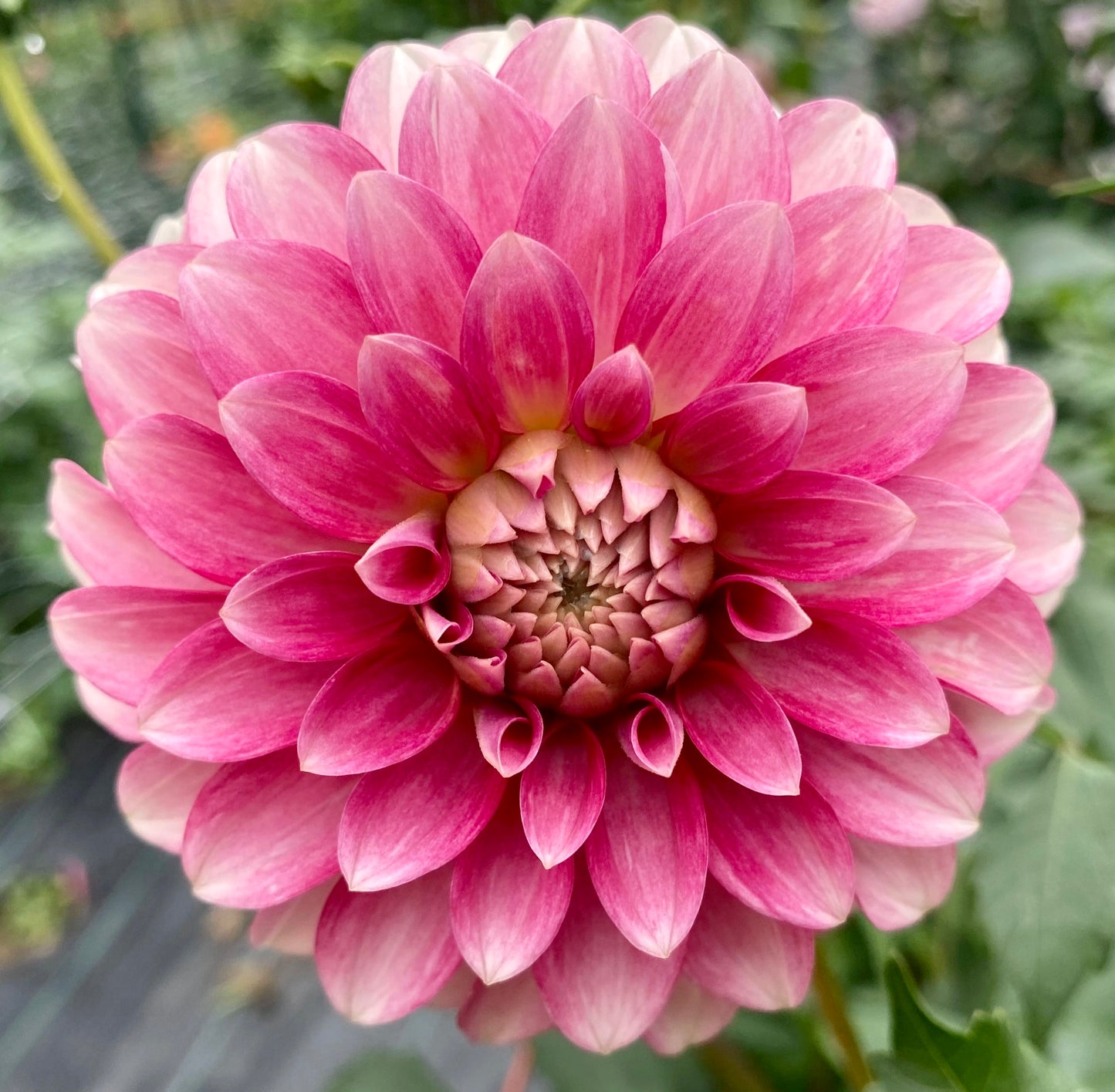 KA Mocha Jo - Tuber