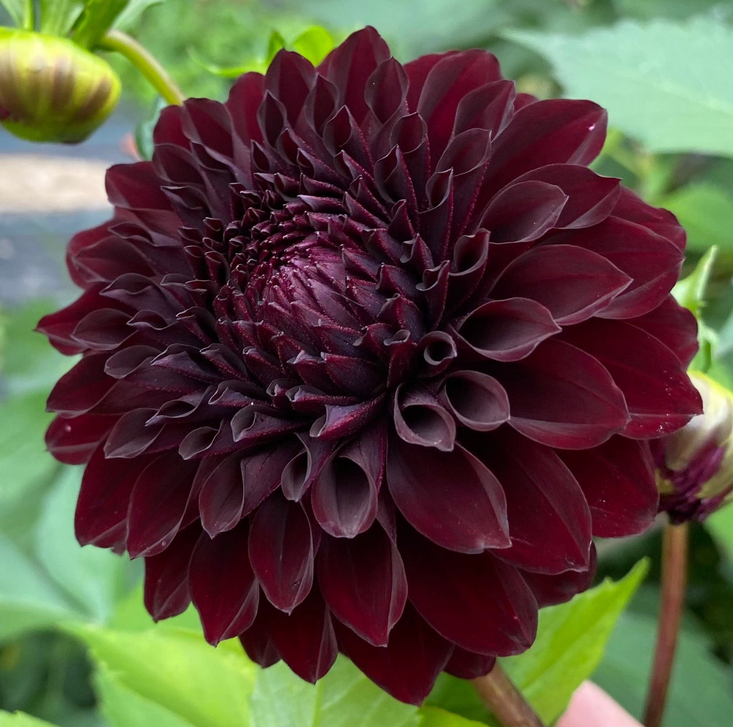 River’s Dark Chocolate - Tuber