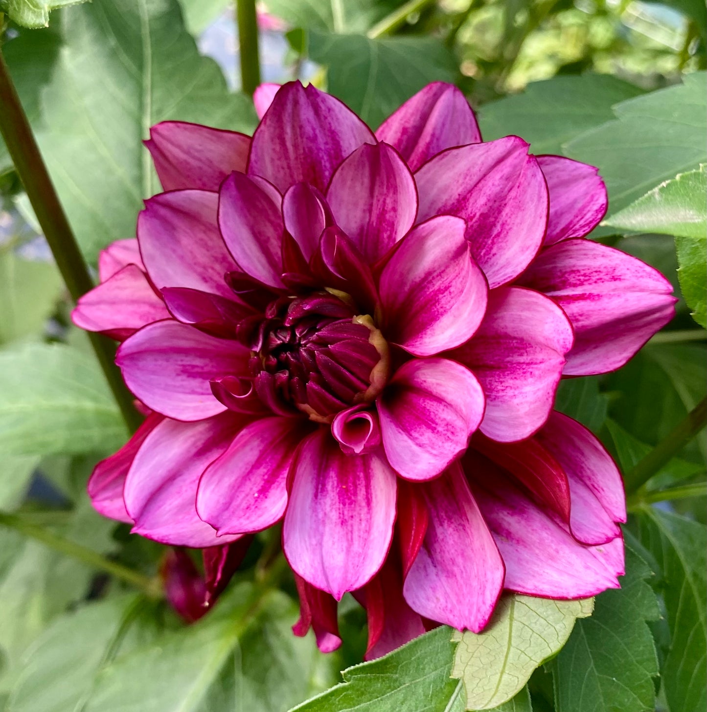 Aspasia (Euro Variety) - Tuber - LIMIT 1
