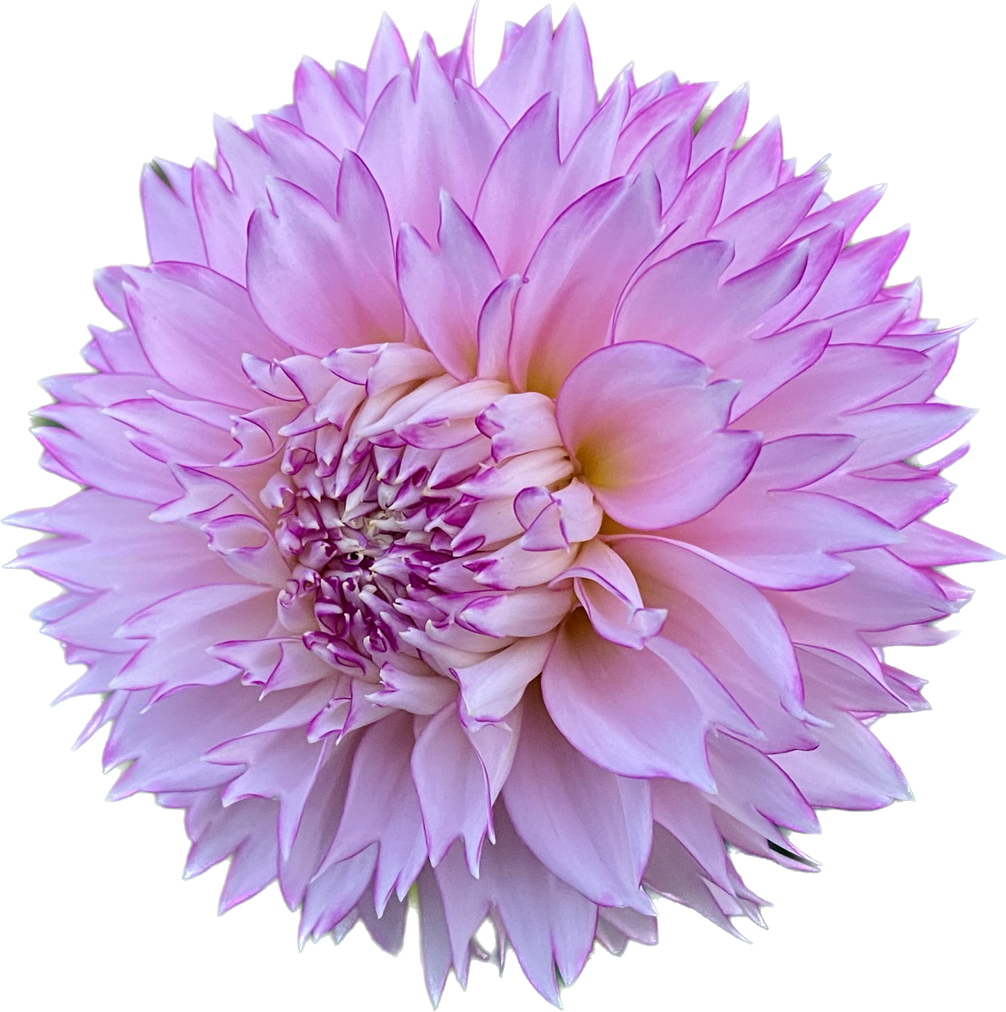 Hollyhill Pinkie - Tuber