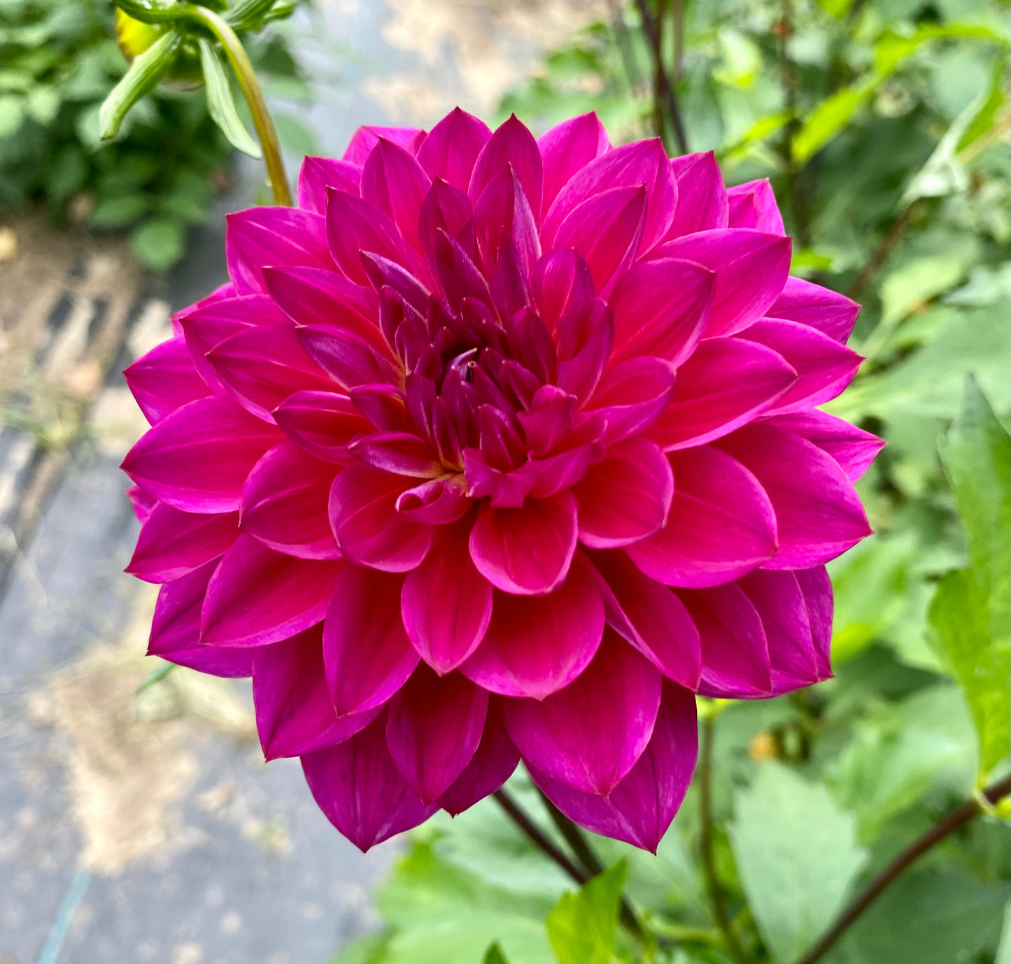 Sandia Nocturne - Tuber