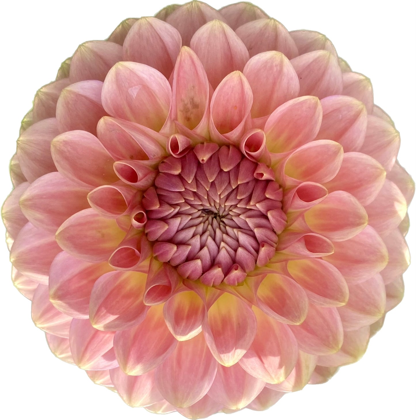 20th Ave Softer Peach - Tuber