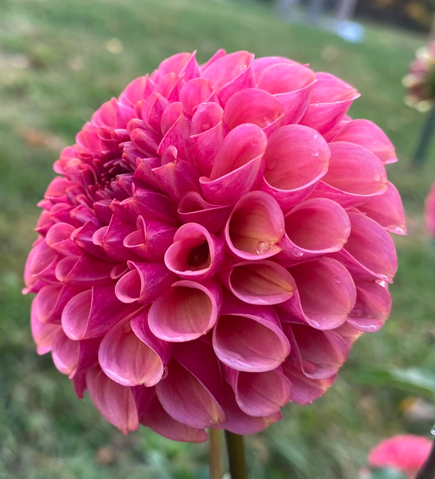 Ferncliff Kathleen - Tuber