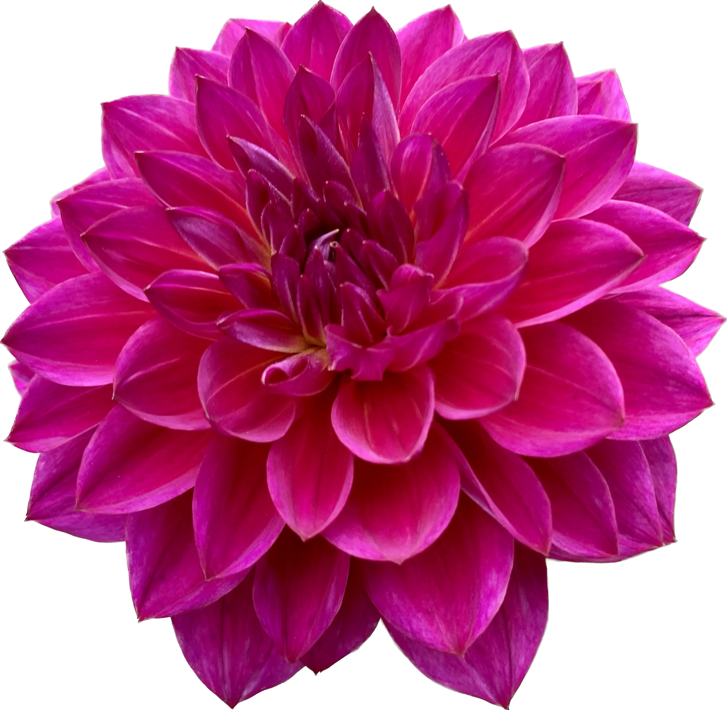 Sandia Nocturne - Tuber