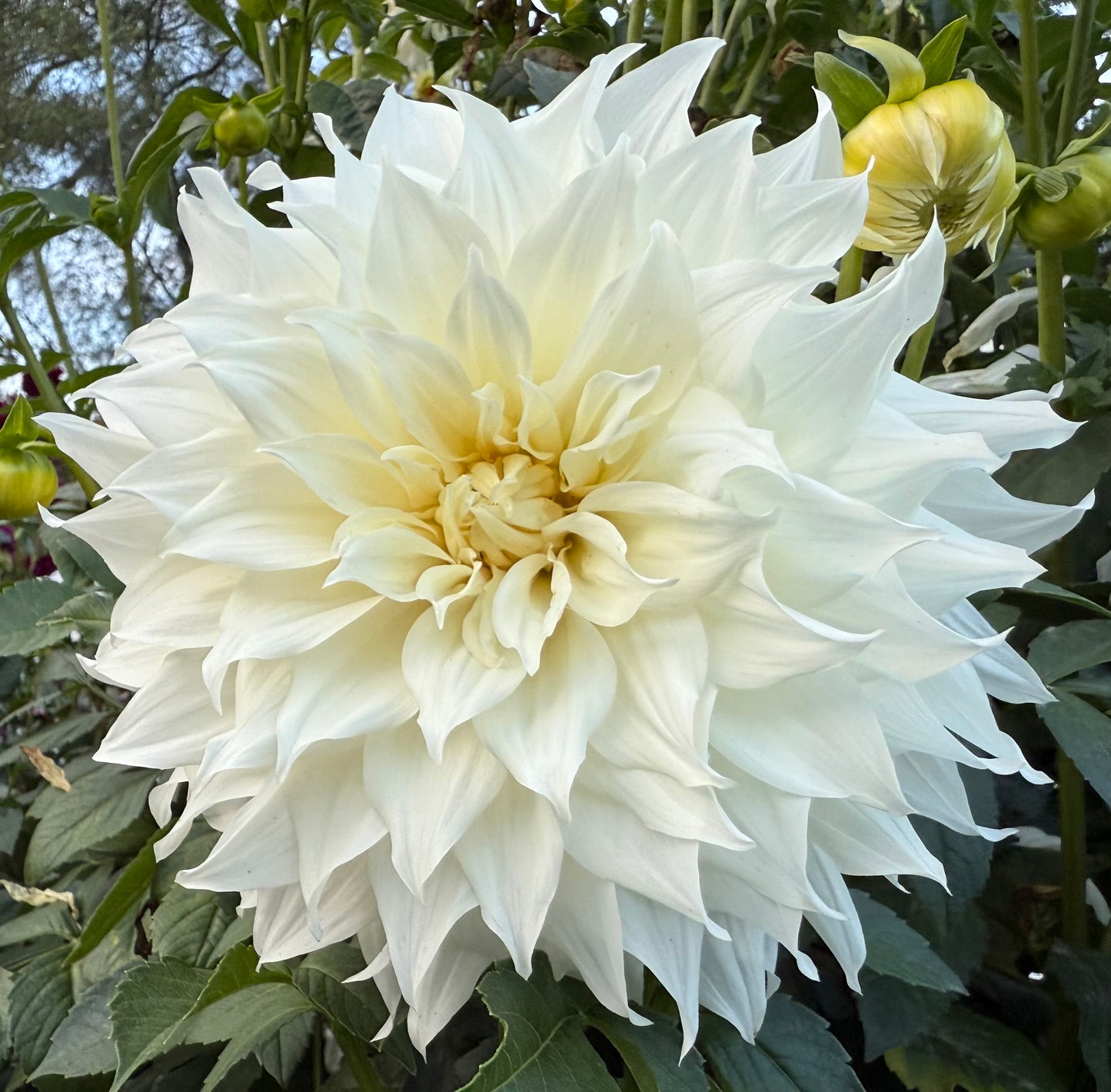 Sheila Mooney - Tuber