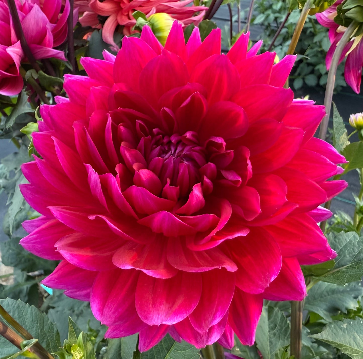 Hollyhill Pandora - Tuber