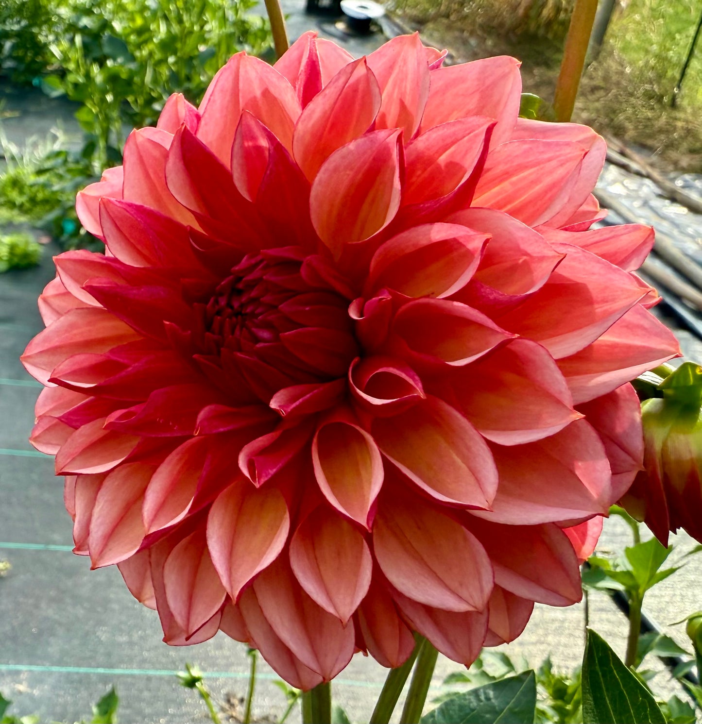 Peach Macaron (Japan variety) - Tuber