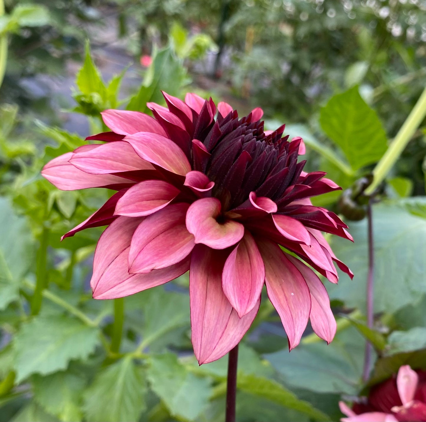 Night Silence - Tuber