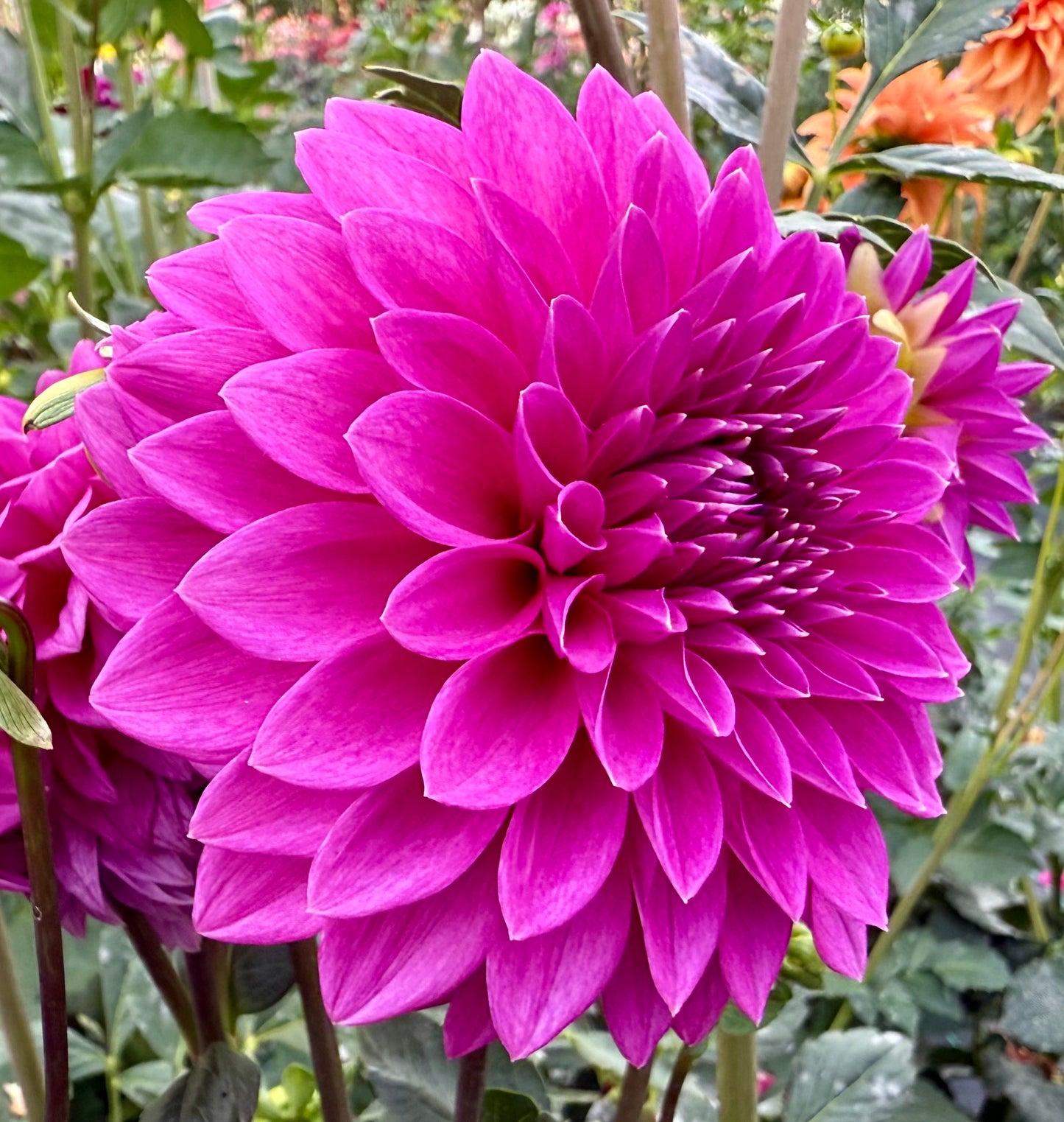 Bloomquist Ruby - Tuber