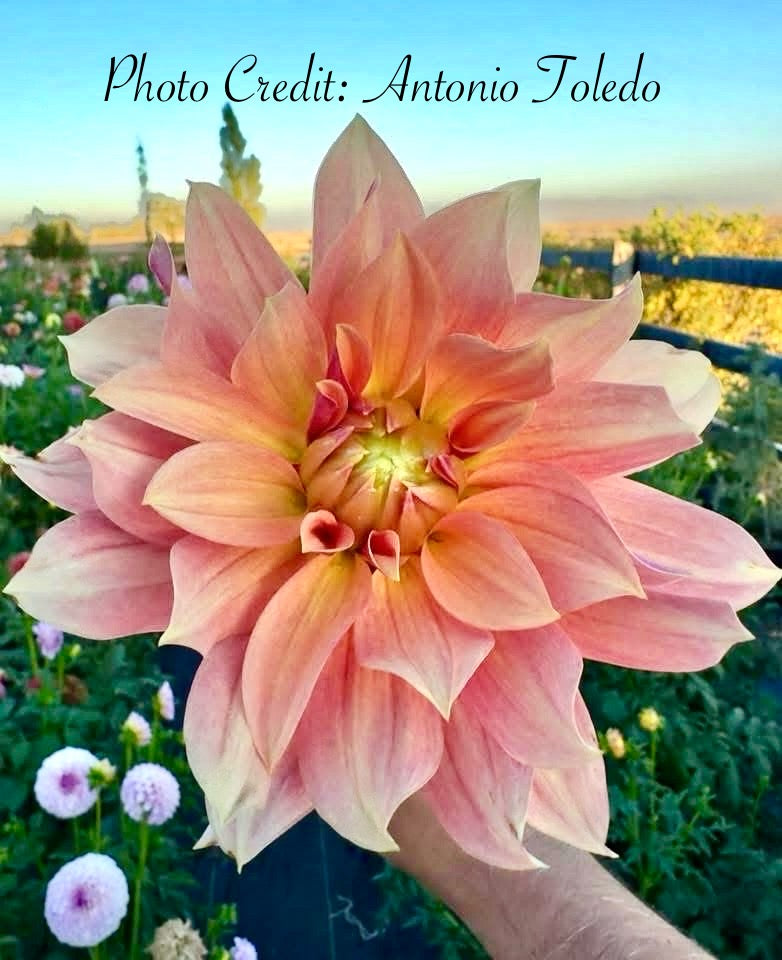 Salish October Wedding - Tuber