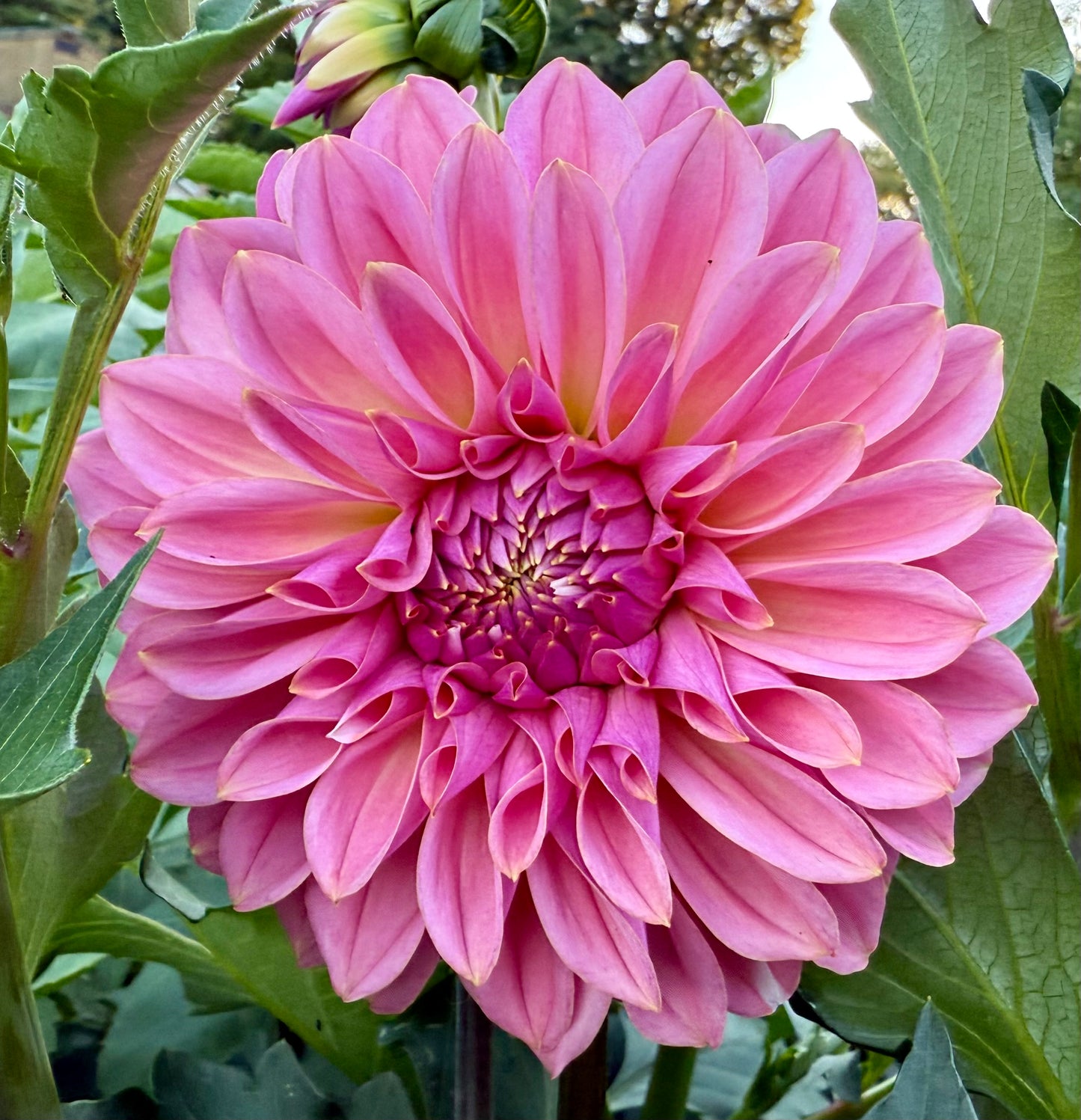 Lee’s Saltwater Taffy - Tuber