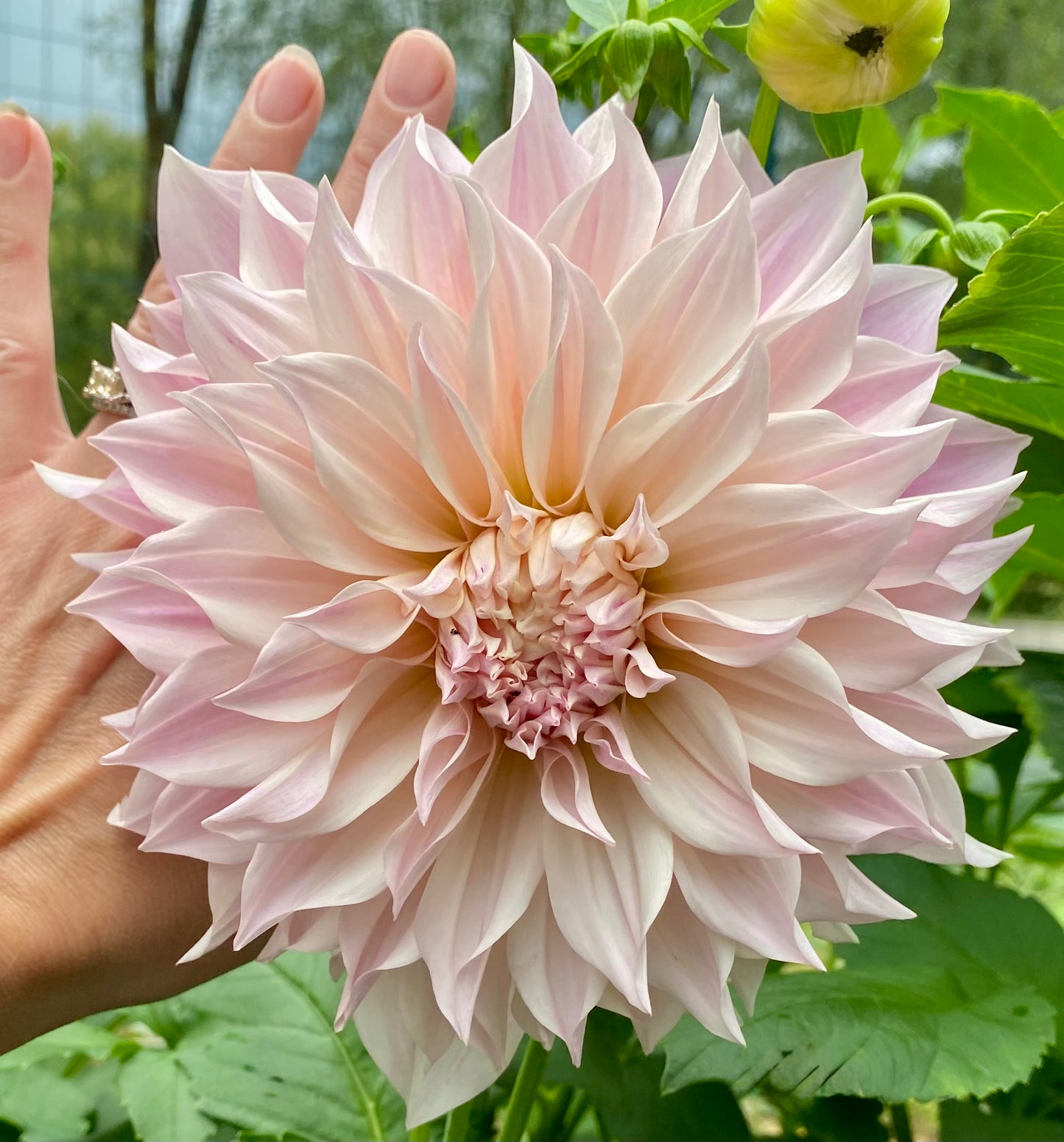 Cafe au Lait - Tuber