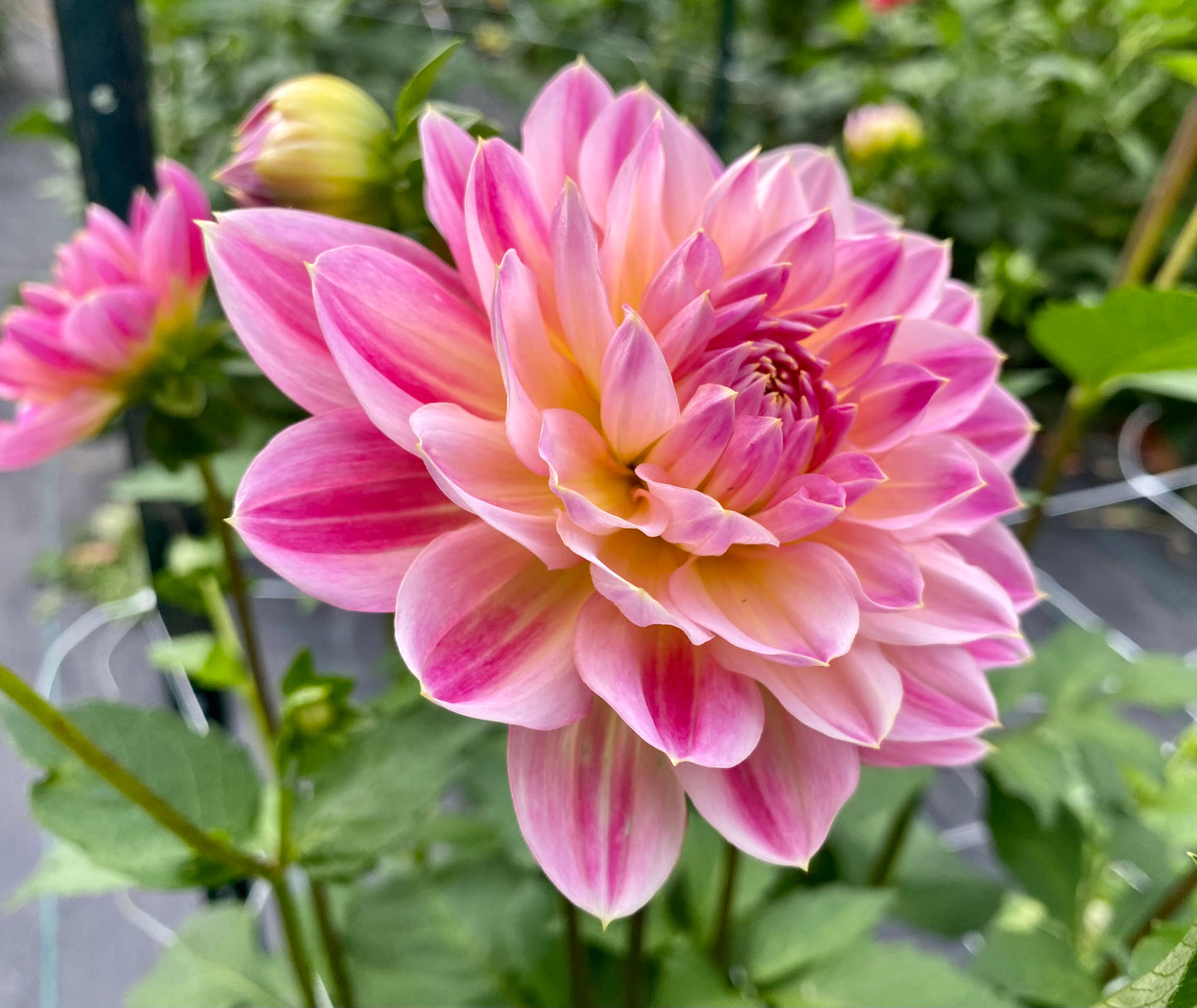 Hapet Elite - Tuber - LIMIT 1